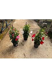 Dipladenia Sandeville St Line Ø17; piramida