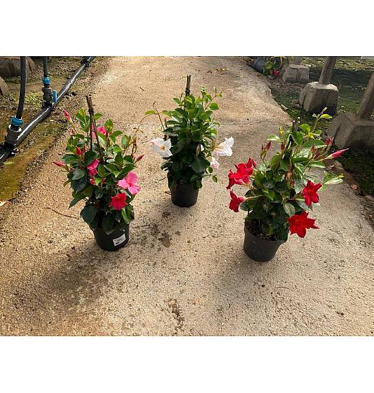 Dipladenia Sandeville St Line Ø17; piramida