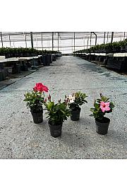Dipladenia Variety Mix Tropical Coast Ø10; grm