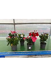 Dipladenia Variety Mix Tropical Coast Ø14; grm
