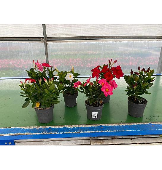 Dipladenia Variety Mix Tropical Coast Ø14