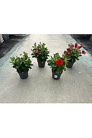 Dipladenia Variety Mix Tropical Coast Ø17; grm
