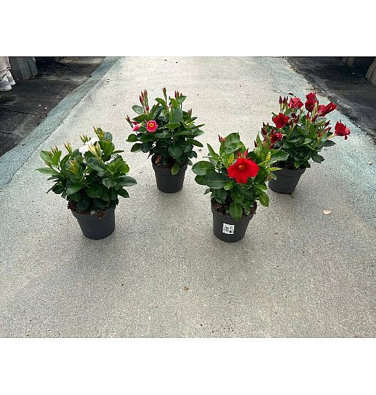 Dipladenia Variety Mix Tropical Coast Ø17