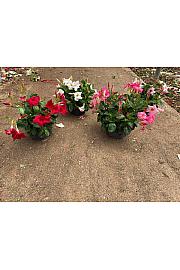 Dipladenia Variety Mix Tropical Coast Ø23