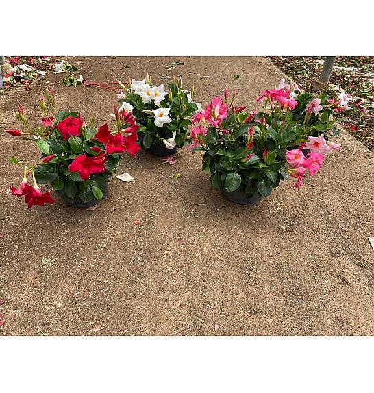 Dipladenia Variety Mix Tropical Coast Ø23