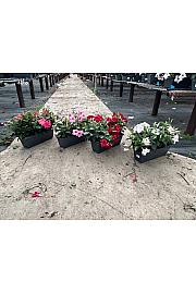 Dipladenia Variety Mix Tropical Coast Ø40; grm