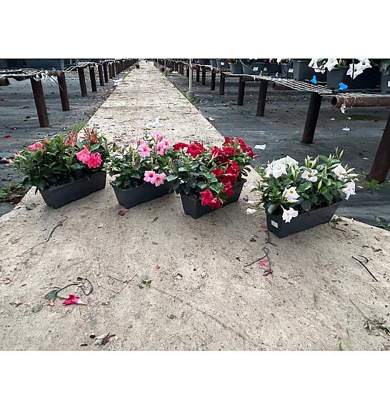 Dipladenia Variety Mix Tropical Coast Ø40; grm