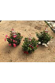 Dipladenia Variety Mix Tropical Coast Ø23; obešanka