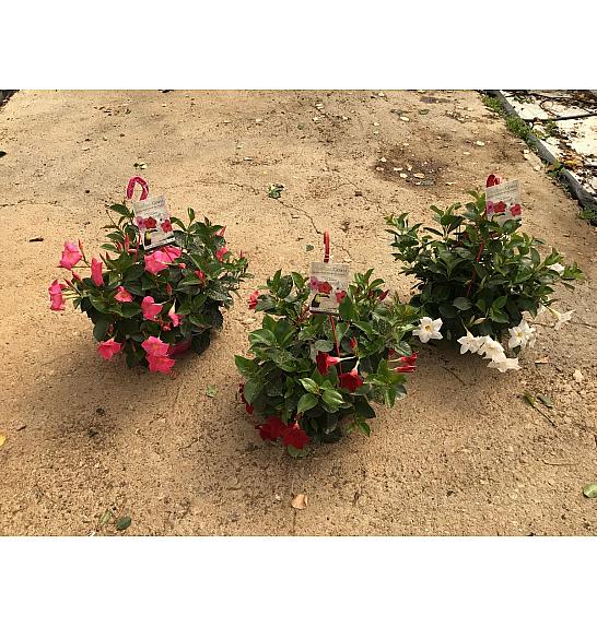 Dipladenia Variety Mix Tropical Coast Ø23; obešanka