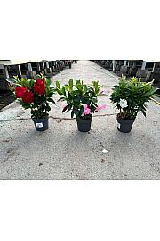 Dipladenia Variety Mix Tropical Coast Ø14; špalir