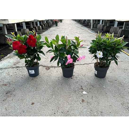 Dipladenia Variety Mix Tropical Coast Ø14; špalir