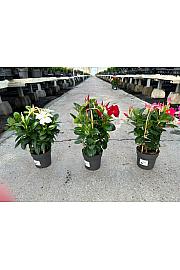 Dipladenia Variety Mix Tropical Coast Ø14; špalir