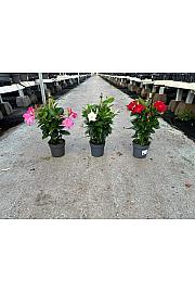 Dipladenia Variety Mix Tropical Coast Ø14; piramida