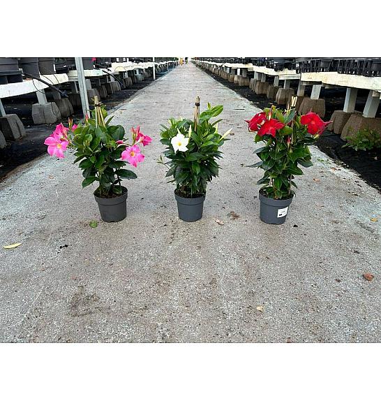 Dipladenia Variety Mix Tropical Coast Ø14; piramida