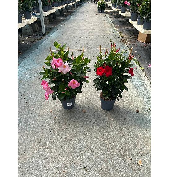 Dipladenia Variety Mix Tropical Coast Ø17; špalir