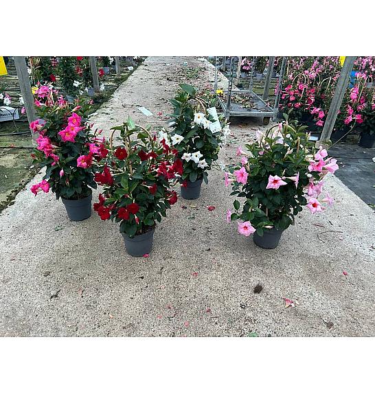 Dipladenia Variety Mix Tropical Coast Ø17; špalir