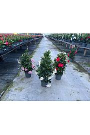 Dipladenia Variety Mix Tropical Coast Ø17; piramida