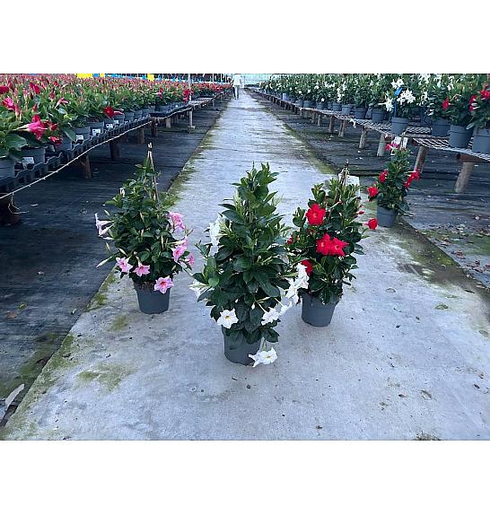 Dipladenia Variety Mix Tropical Coast Ø17; piramida