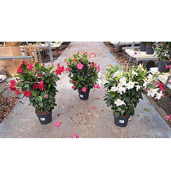 Dipladenia Variety Mix Tropical Coast Ø20; špalir