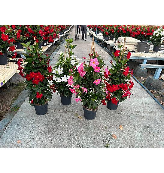 Dipladenia Variety Mix Tropical Coast Ø20; piramida