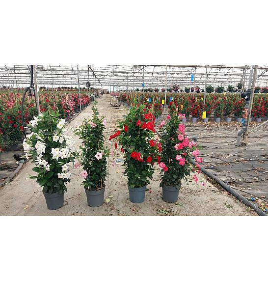 Dipladenia Variety Mix Tropical Coast Ø23; piramida