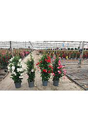 Dipladenia Variety Mix Tropical Coast Ø23