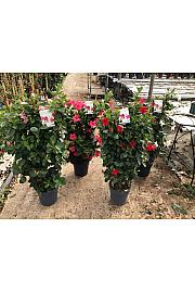 Dipladenia Variety Mix Tropical Coast Ø23