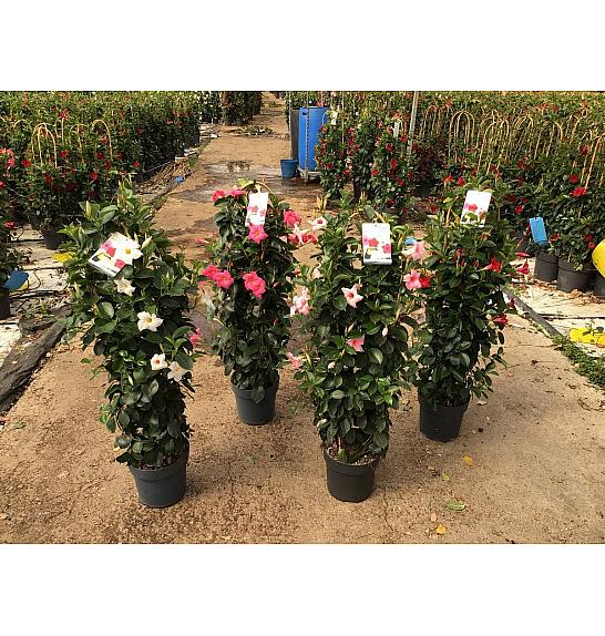 Dipladenia Variety Mix Tropical Coast Ø23; špalir