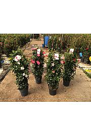 Dipladenia Variety Mix Tropical Coast Ø23