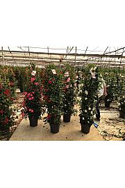 Dipladenia Variety Mix Tropical Coast Ø30