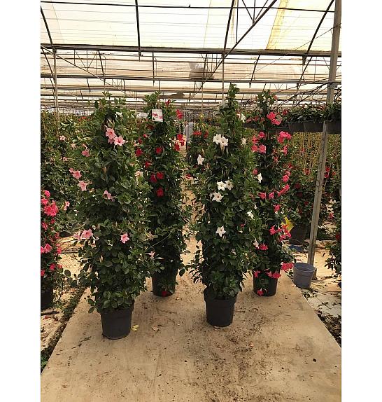 Dipladenia Variety Mix Tropical Coast Ø30; piramida