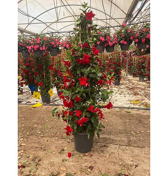 Dipladenia Variety Mix Tropical Coast Ø33; špalir