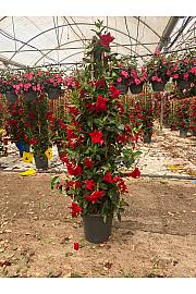 Dipladenia Variety Mix Tropical Coast Ø33