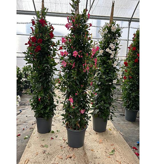 Dipladenia Variety Mix Tropical Coast Ø33; piramida