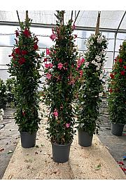 Dipladenia Variety Mix Tropical Coast Ø33