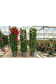 Dipladenia Variety Mix Tropical Coast Ø45; U forma