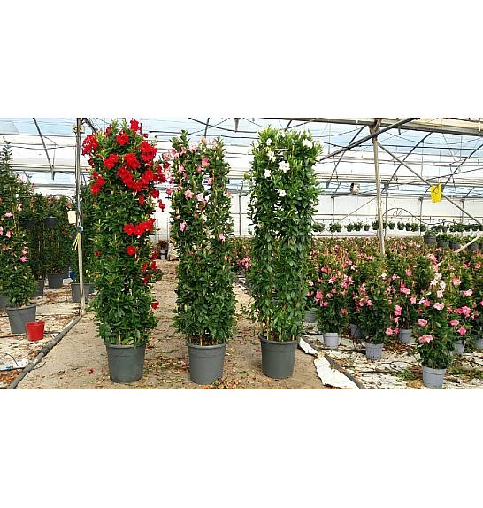 Dipladenia Variety Mix Tropical Coast Ø45; U forma