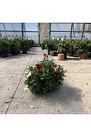 Dipladenia Variety Mix Tricolor Tropical Coast Ø26; obešanka
