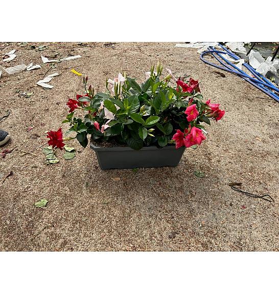 Dipladenia Variedad Mix Tricolor Tropical Coast Ø40; grm