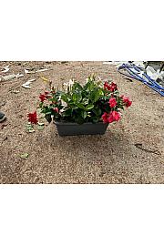 Dipladenia Variedad Mix Tricolor Tropical Coast Ø40