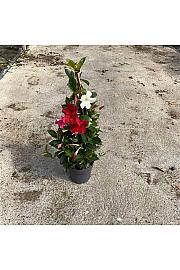 Dipladenia Mandeville Fushion Tricolor Bloom Selection Ø17; piramida