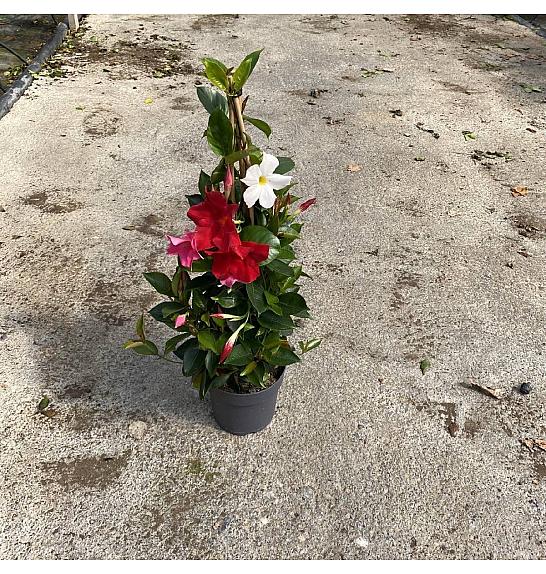 Dipladenia Mandeville Fushion Tricolor Bloom Selection Ø17; piramida