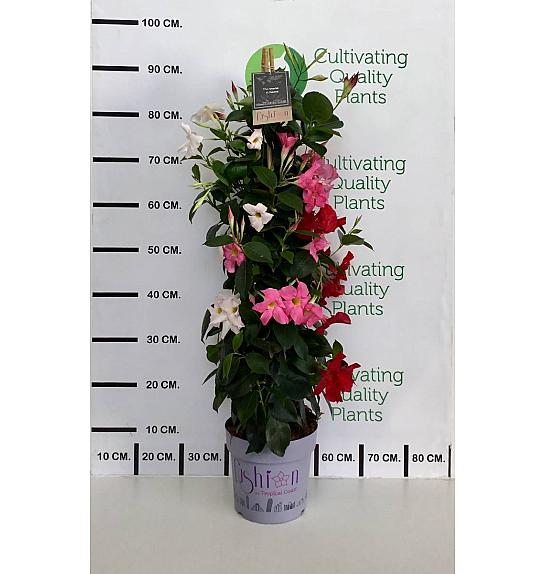 Dipladenia Mandeville Fushion Tricolor Bloom Selection Ø20; piramida