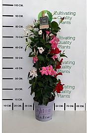 Dipladenia Mandeville Fushion Tricolor Bloom Selection Ø20