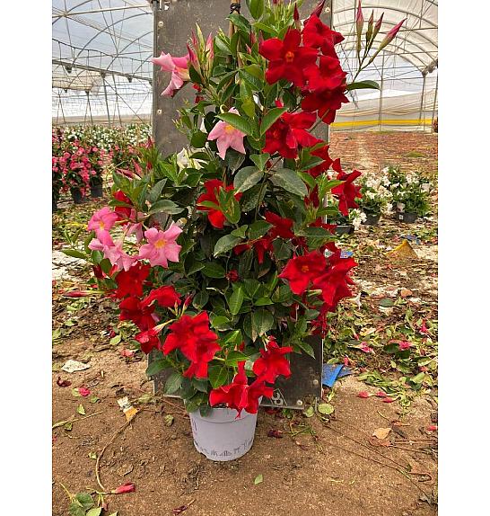 Dipladenia Mandeville Fushion Tricolor Bloom Selection Ø24; piramida