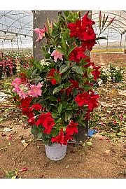 Dipladenia Mandeville Fushion Tricolor Bloom Selection Ø24