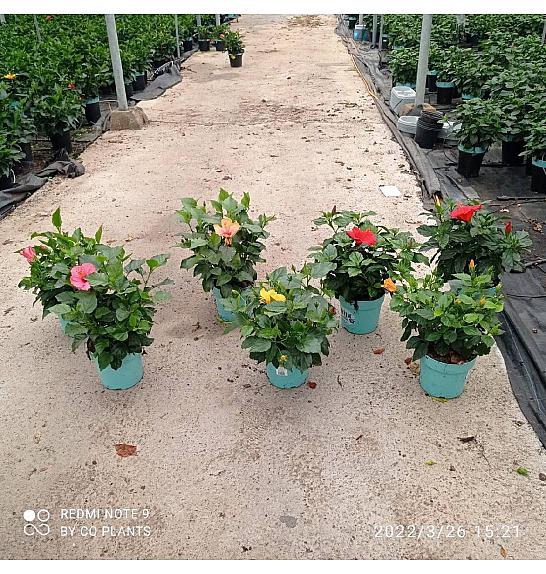 Hibiscus Longlife Pacific Vibes Ø18; grm