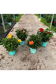 Hibiscus Longlife Pacific Vibes Ø24; grm