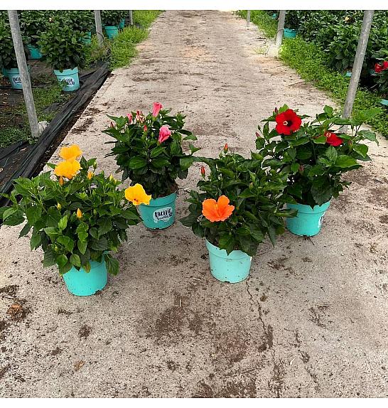 Hibiscus Longlife Pacific Vibes Ø24