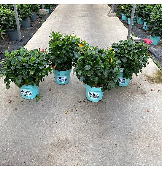 Hibiscus Longlife Pacific Vibes Ø30; grm